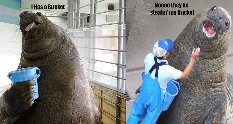 A walrus steals someone's bucket
